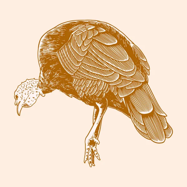 Turquía Dibujado Mano Estilo Grabado Vintage Animal Granja Pavo Pájaro — Vector de stock