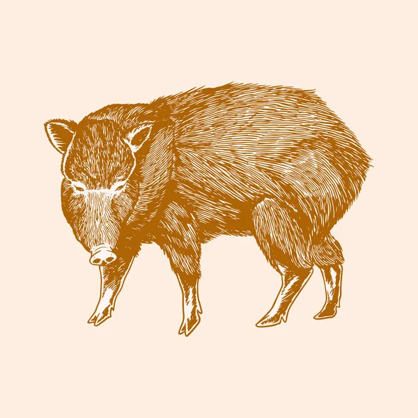 Wild Boar Engrave Isolated Vector Illustration Object Old Vintage Sketch — Stock Vector