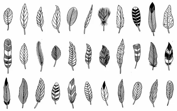 Set Ethnic Hand Drawn Feather Isolated White Background — Stock Vector