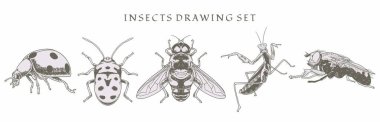 Böcek seti, uğur böceği, sinek, eski tarz elle çizilmiş arı elementleri. Klasik vektör çizimi. Beyaz bir arkaplanda izole edilmiş resim çizimi konumu.