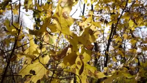 Güneş Işınları Akçaağaç Ağaçlarının Sarı Yapraklarından Geçer Kapatın Ağır Çekim — Stok video