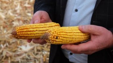 Taze, hasat edilmiş mısır koçanları inceleyen çiftçi. Yakın plan. Yavaş çekim.