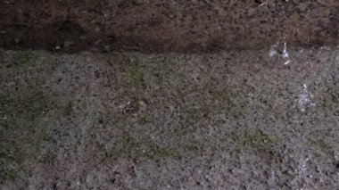 Su birikintisine yağmur damlaları düşüyor. Yavaş çekim.