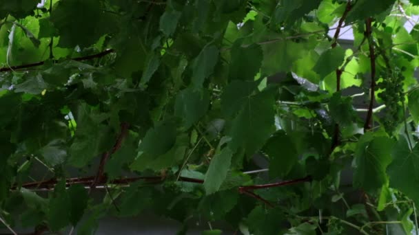 Зелене Листя Винограду Крупним Планом Дощовий День Повільний Рух — стокове відео