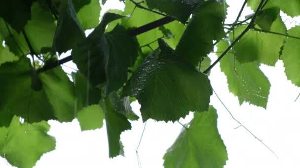Green Grape Leaves Closeup Rainy Day Slow Motion Close — Stock videók