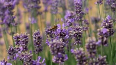 Honey bee pollinates a lavender flower on a field. Slow motion. Close up.