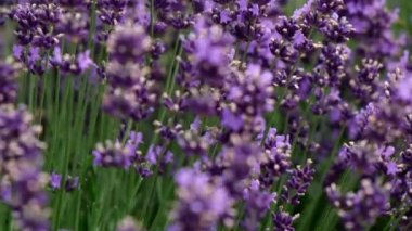 Blooming lavender in a field. Selective focus. Slow motion. Close up.