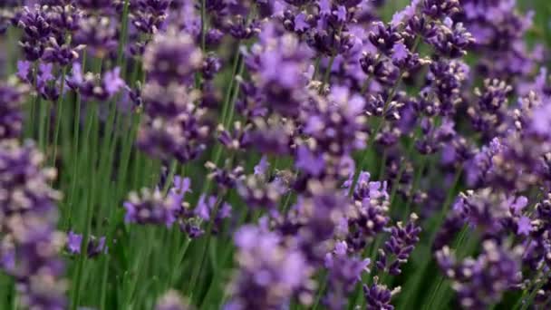 Blooming Lavender Field Selective Focus Slow Motion Close — Vídeo de Stock