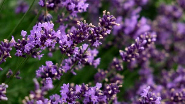 Blooming Lavender Field Selective Focus Slow Motion Flower Background — Video