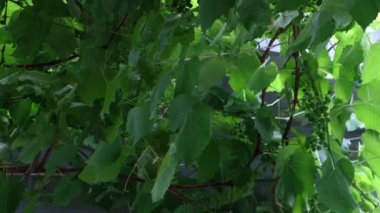 Yağmurlu bir günde yeşil üzüm yaprakları yakın plan. Yavaş çekim.