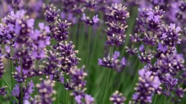 Close up of blooming lavender in a field. Selective focus. Slow motion.
