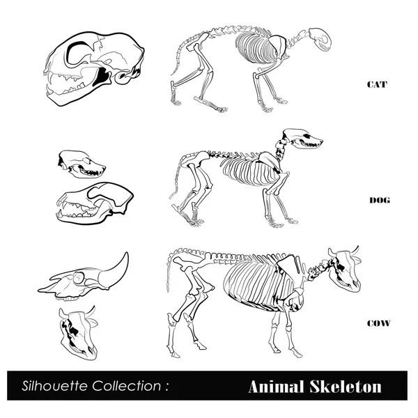 Vektorové ilustrace .animal kostra — Stockový vektor