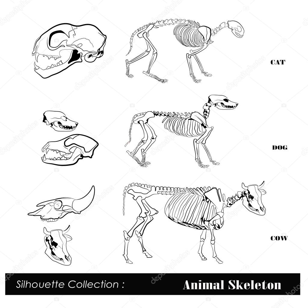 Vector illustration .Animal skeleton Stock Vector Image by ©catavic  #13434509
