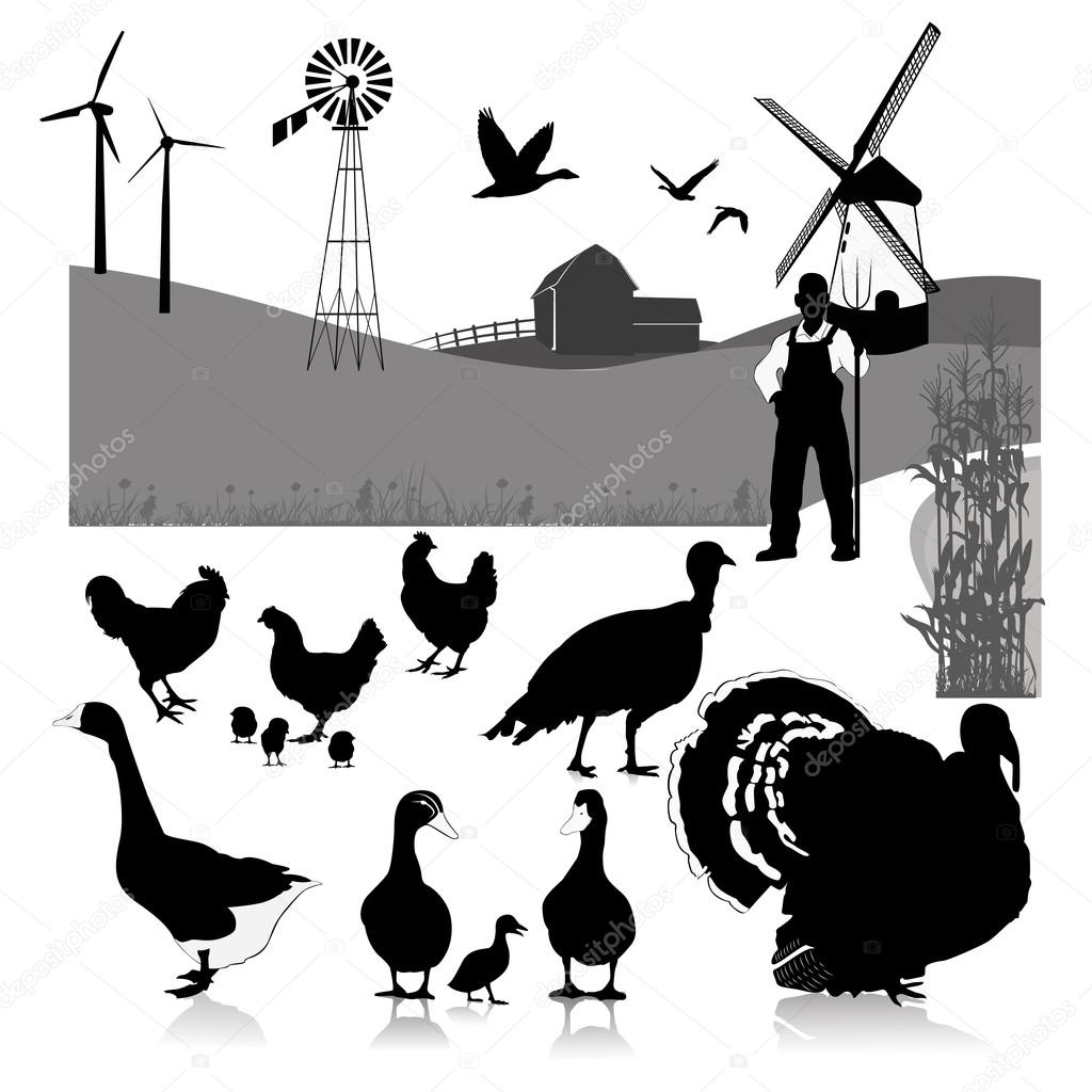 Vector illustration:farm birds
