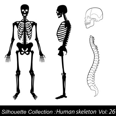 Vector Illustration: Human skeleton clipart