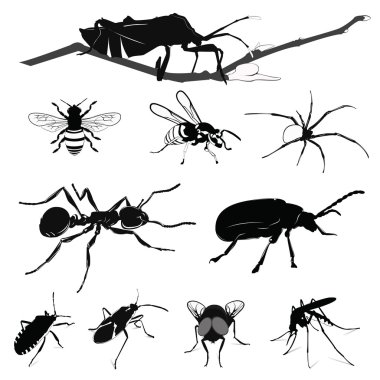 Vector Illustration: Insect collection isolated on white clipart