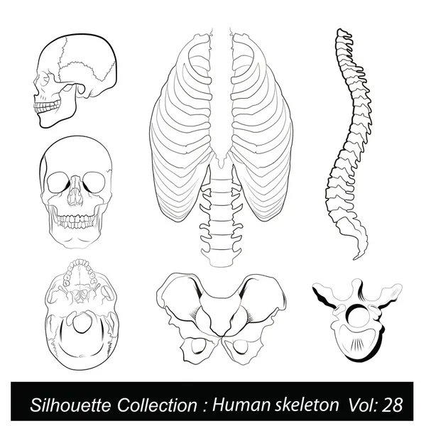 ภาพเวกเตอร์: โครงกระดูกมนุษย์ — ภาพเวกเตอร์สต็อก