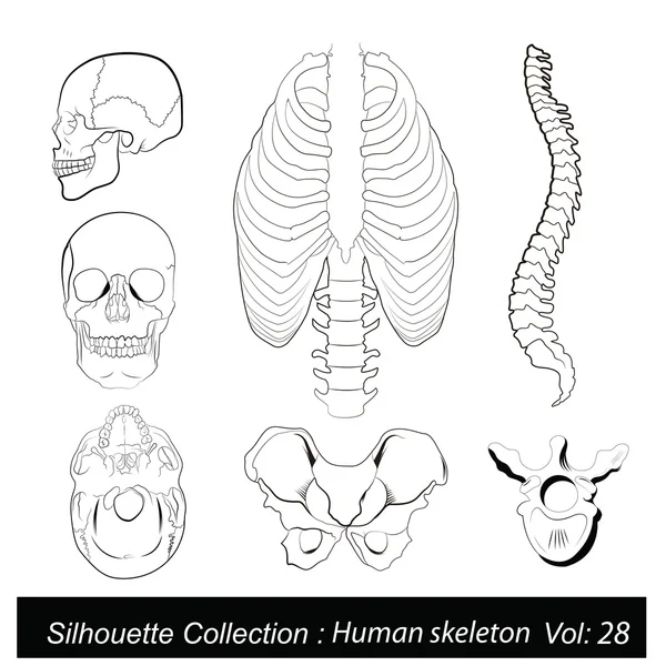 Vector Illustration: Human skeleton — Stock Vector