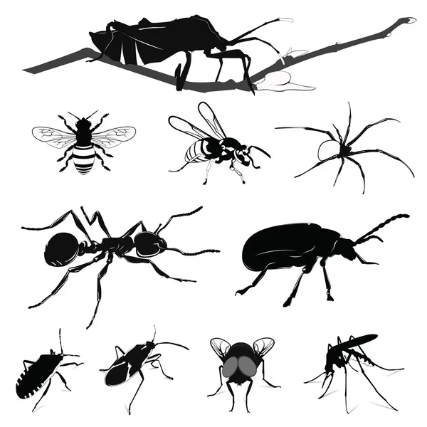 Vector Illustration: Insect collection isolated on white — Stock Vector