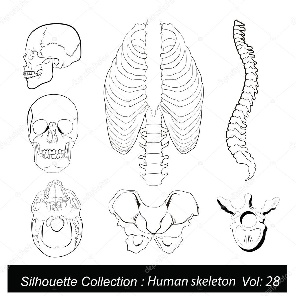 Vector Illustration: Human skeleton
