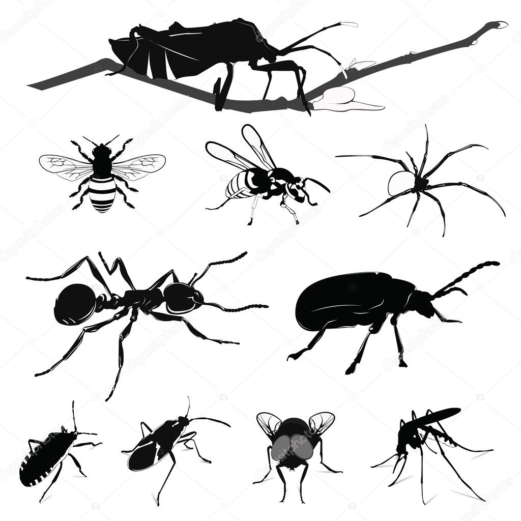 Vector Illustration: Insect collection isolated on white