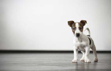 Dikkat köpek.