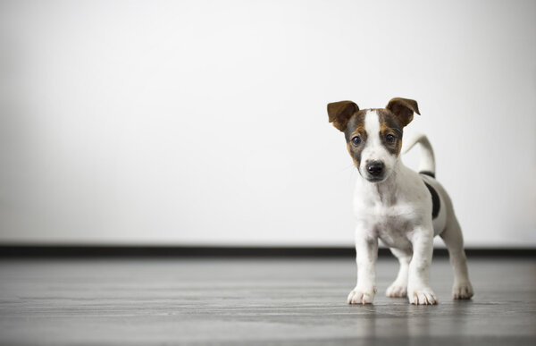 Perro guardián — Foto de Stock