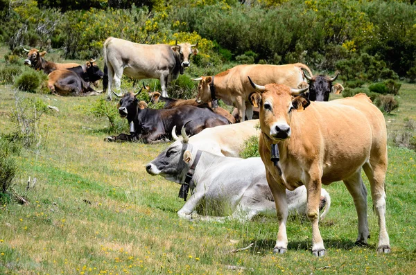 Κοπάδι των αγελάδων — Φωτογραφία Αρχείου