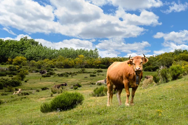 Корова в природе — стоковое фото