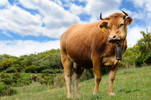 Brown cow in nature — Stockfoto