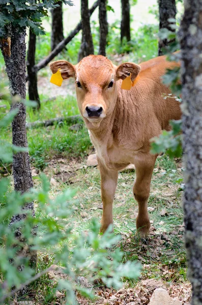 Shy calf — Stock Photo, Image