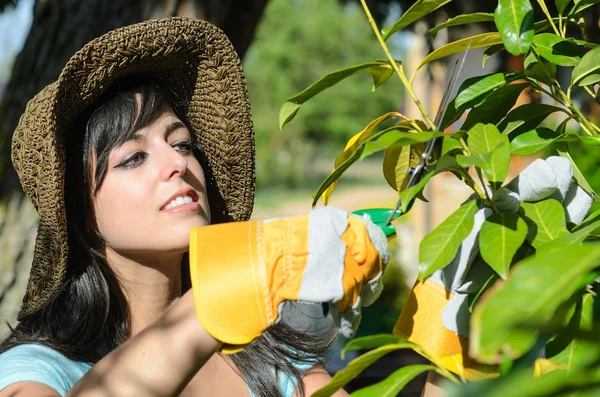 Žena prořezávání stromů v zahradě — Stock fotografie