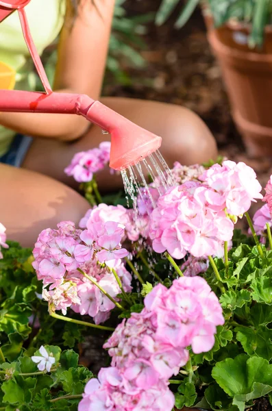 Watering pink flowers — Stock Photo, Image