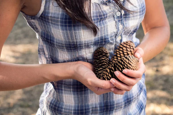 Colección otoño de conos de pino — Foto de Stock