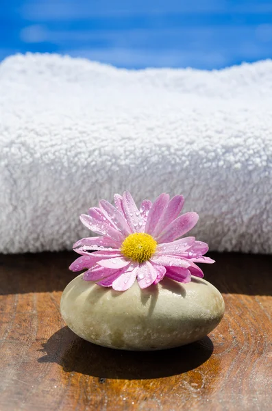 Wet pink spa flower and stone at poolside — Stock Photo, Image