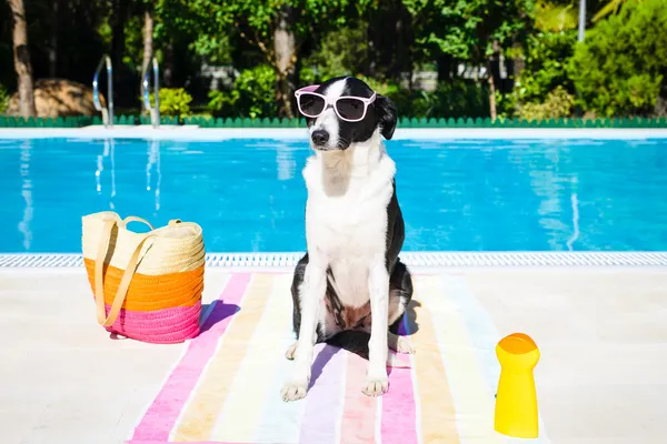 Divertido perro en vacaciones de verano en la piscina — Foto de Stock