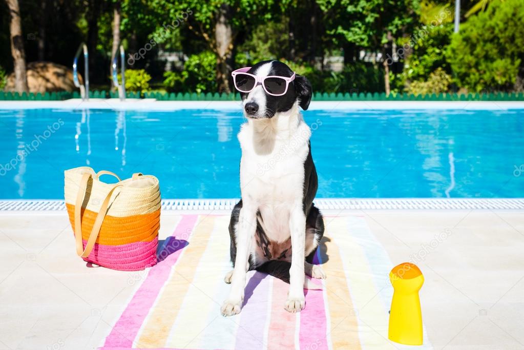 Funny dog on summer vacation at swimming pool Stock Photo by ©Dirima