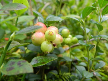 Olgunlaşmamış kızılcık