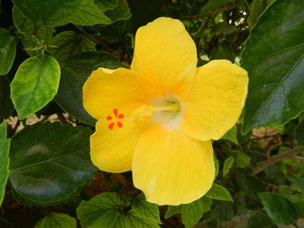 Хибискус желтый — стоковое фото
