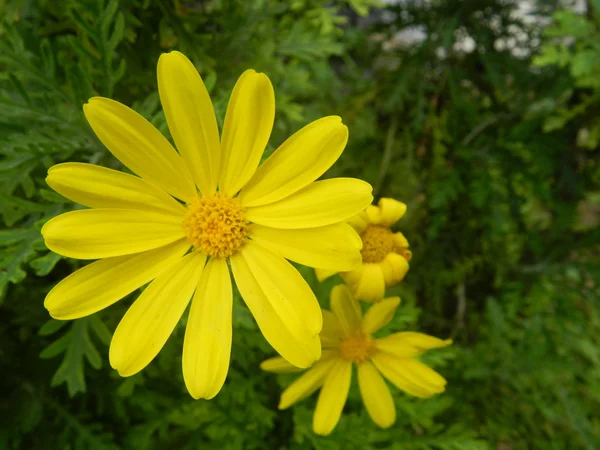 Manzanilla amarilla-Euriops Imagen de archivo
