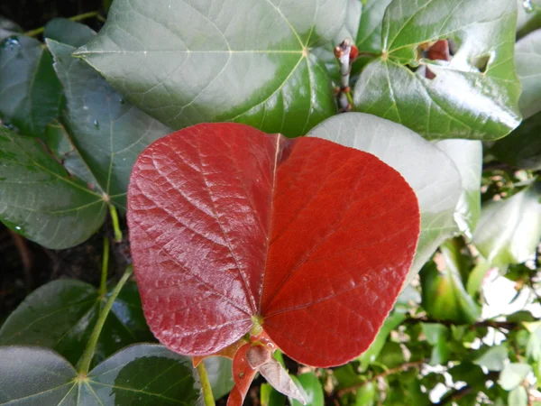 Зеленые и красные влажные листья — стоковое фото