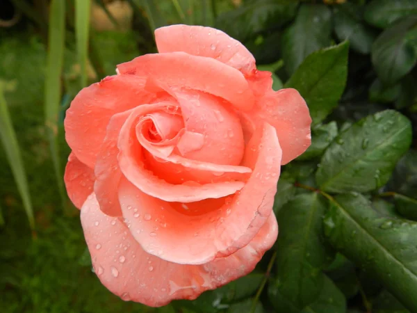 Rosa muy bonito color coral con gotas de rocío Imágenes de stock libres de derechos