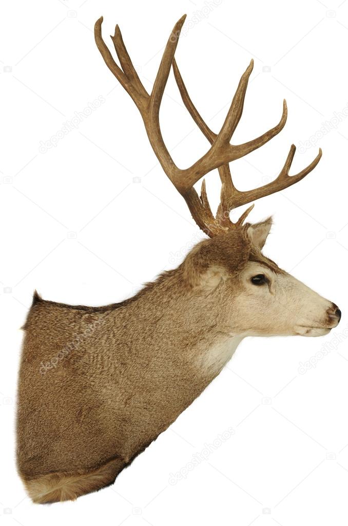 Head of the deer