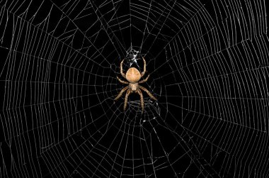 Örümcek ve Ağ