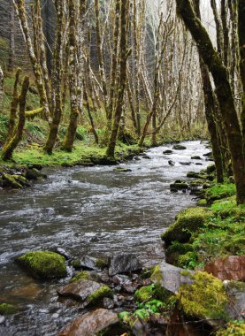 ilkel forrest akışı
