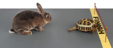 tortoise-hare clipart