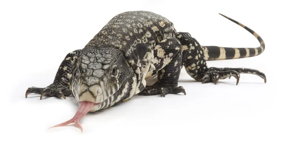 Zwart-wit tegu hagedis — Stockfoto