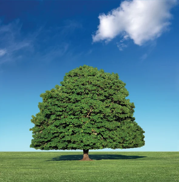 ต้นไม้ที่สมบูรณ์แบบและท้องฟ้าสีฟ้า — ภาพถ่ายสต็อก