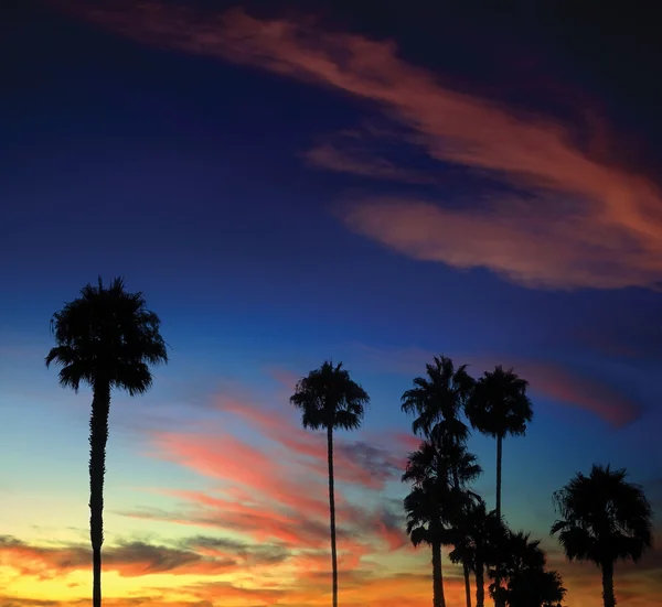 Coucher de soleil palmier — Photo