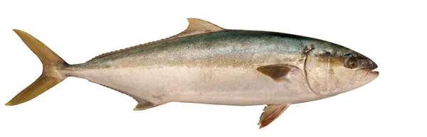 Желтохвостый тунец — стоковое фото
